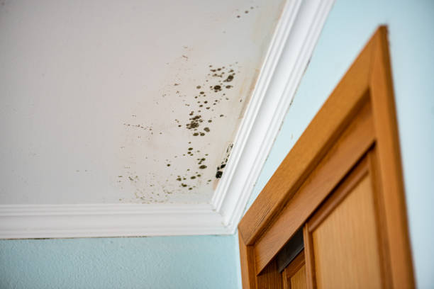Best Residential Mold Removal  in Wd, AR