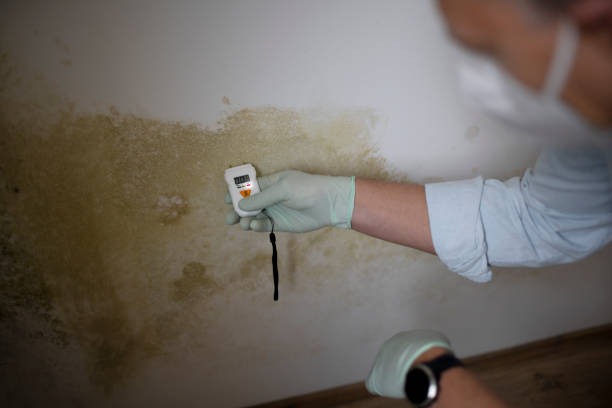 Certified Mold Removal in Ward, AR