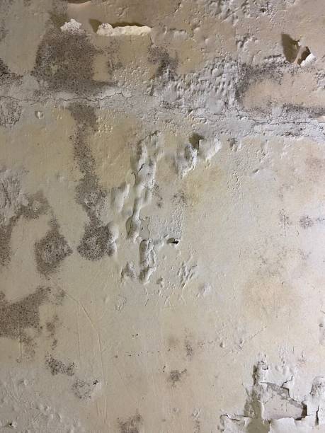 Best Certified Mold Removal  in Wd, AR