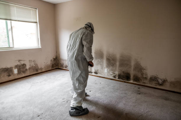 Trusted Ward, AR Mold Removal Experts