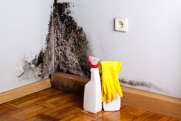 Best Crawl Space Mold Removal  in Wd, AR