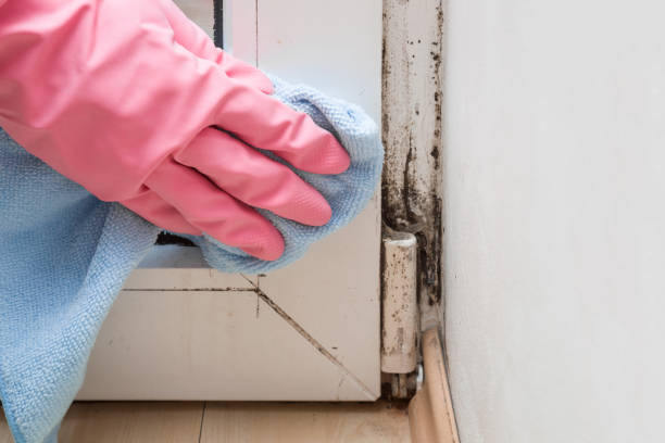Best Black Mold Removal  in Wd, AR