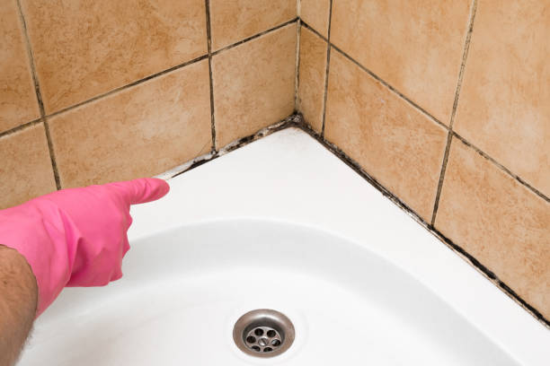 Home Mold Removal in Ward, AR