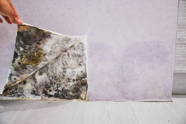 Best Best Mold Removal Companies  in Wd, AR